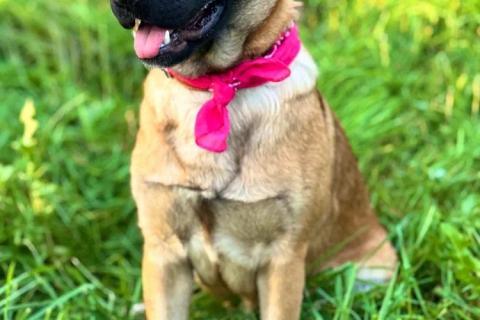 В дар собаку. Рыжая собачка-умница Джина в добрые руки. Фото2