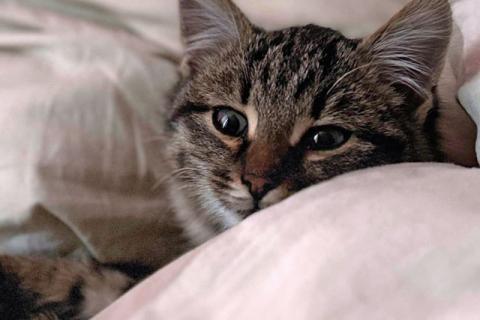 В дар кошку. Солнечный добрый котенок Васенька ищет семью. Фото4