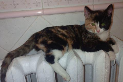 В дар кошку. Трехцветный котенок Умка в добрые руки. Фото1