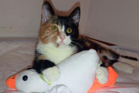 В дар кошку. Трехцветный котенок Умка в добрые руки. Фото2