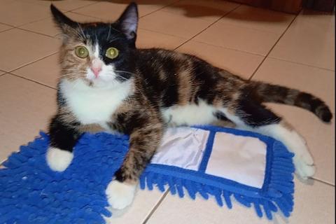 В дар кошку. Трехцветный котенок Умка в добрые руки. Фото3
