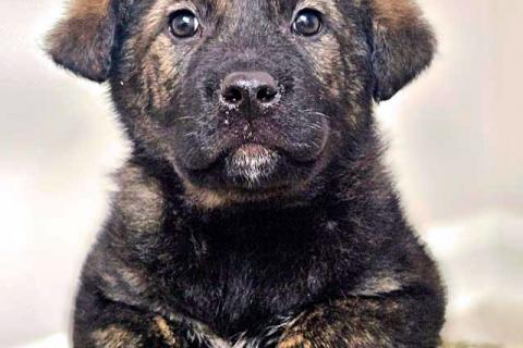 В дар собаку. Чудесные щенки мальчик и девочка метисы лабрадора в дар. Фото1