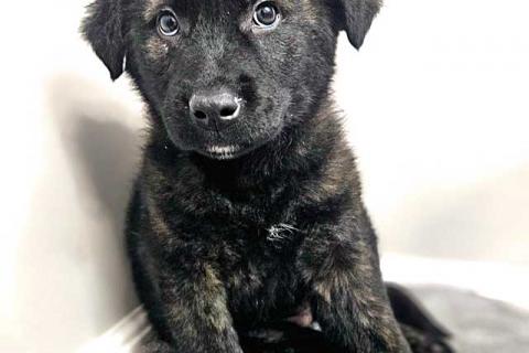 В дар собаку. Чудесные щенки мальчик и девочка метисы лабрадора в дар. Фото2