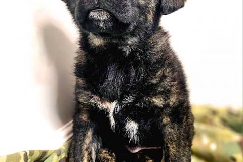 В дар собаку. Чудесные щенки мальчик и девочка метисы лабрадора в дар. Фото3