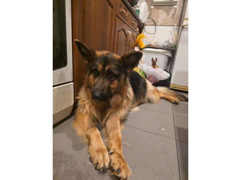 В дар собаку