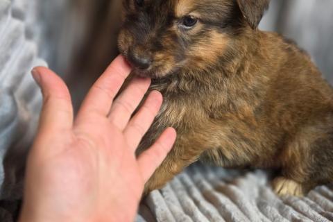 В дар собаку. Щенки от мамы-овчарки в дар. Фото4