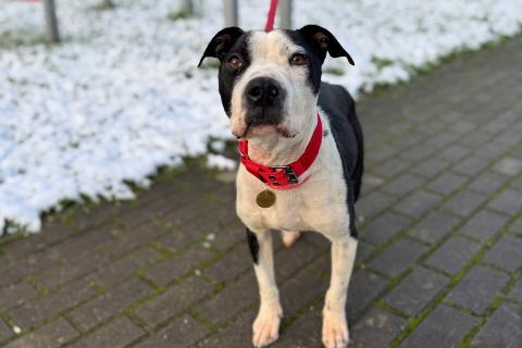 В дар собаку. Идеальная ласковая питбуль Розочка в добрые руки. Фото4