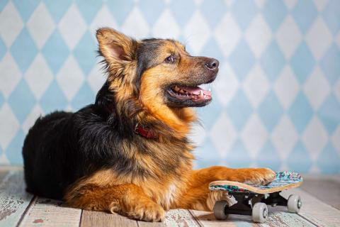 В дар собаку. Пушистый большой добряк Большой в добрые руки. Фото4