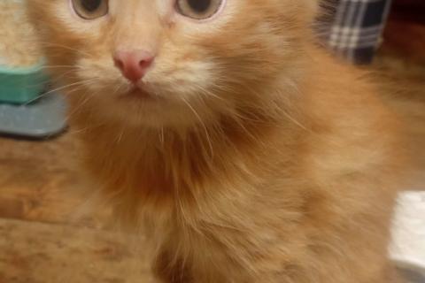 В дар кошку. Пушистые котята в добрые руки. Фото1