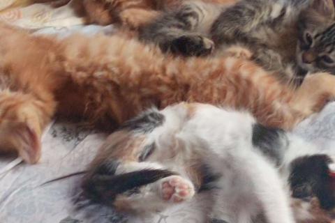 В дар кошку. Пушистые котята в добрые руки. Фото4