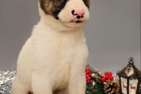 В дар собаку. 7 очаровательных щенят в дар. Фото1