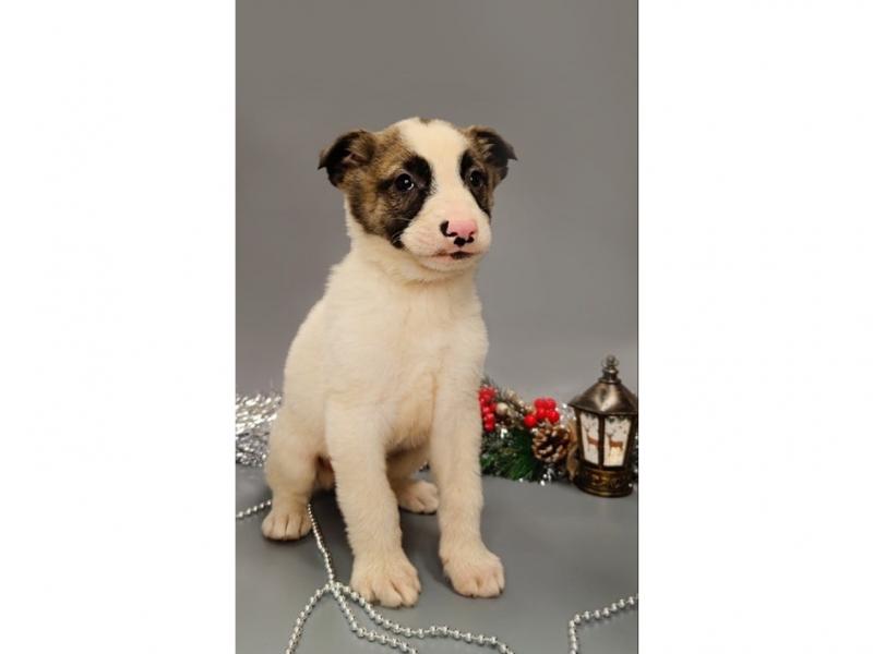 В дар собаку