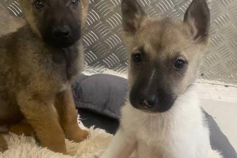 В дар собаку. 7 очаровательных щенят в дар. Фото3