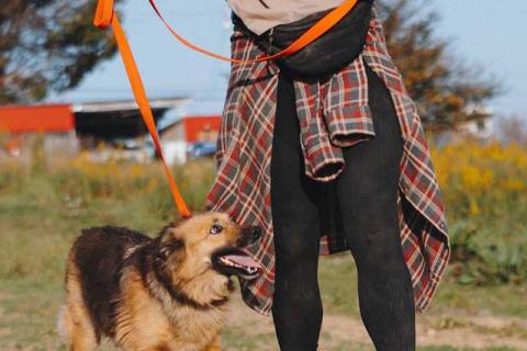 В дар собаку. Домашняя миниатюрная собачка Леди, идеальный компаньон ищет дом. Фото1