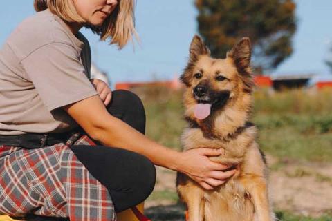 В дар собаку. Домашняя миниатюрная собачка Леди, идеальный компаньон ищет дом. Фото2