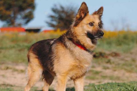 В дар собаку. Домашняя миниатюрная собачка Леди, идеальный компаньон ищет дом. Фото3