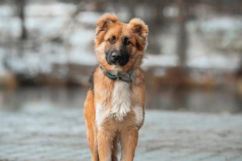 В дар собаку. Малыш ищет семью. Фото4