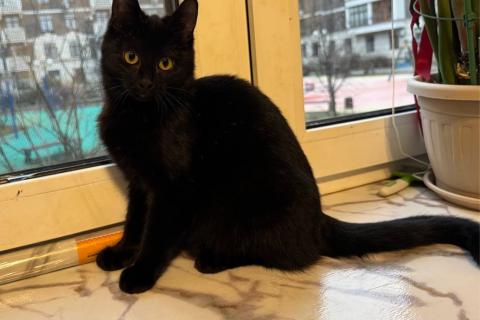 В дар кошку. 6 мес черная красавица Багира ищет дом!. Фото1
