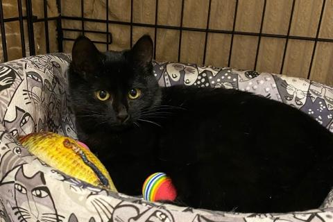 В дар кошку. 6 мес черная красавица Багира ищет дом!. Фото3
