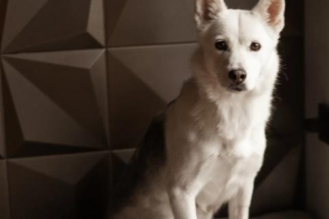 В дар собаку. Маленькая белая собачка Белка в дар. Фото1