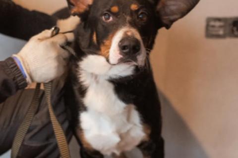 В дар собаку. Трехцветный добродушный пёс Барон ищет дом. Фото3