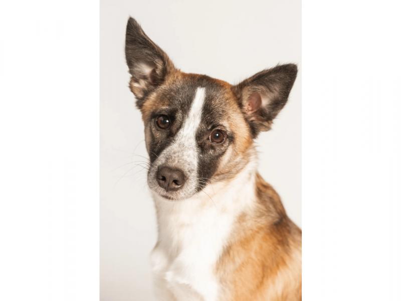 В дар собаку