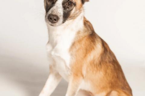 В дар собаку. Подстреленная малышка Салли ищет дом. Фото2