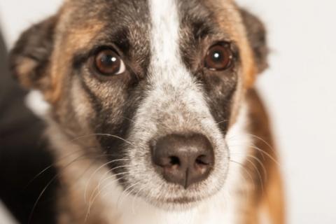 В дар собаку. Подстреленная малышка Салли ищет дом. Фото3