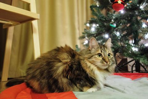 В дар кошку. Домашняя трехцветная кошечка Дэлька в добрые руки. Фото2