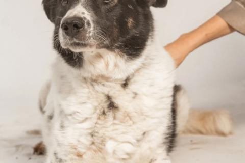 В дар собаку. Веснушчатый пёс Микки в добрые руки. Фото3