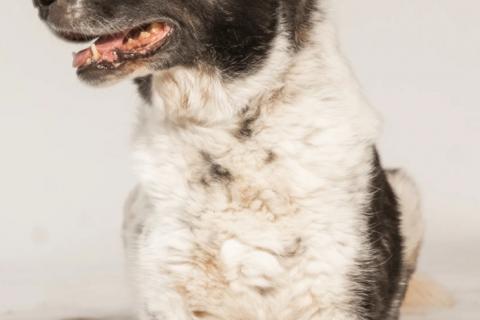 В дар собаку. Веснушчатый пёс Микки в добрые руки. Фото4