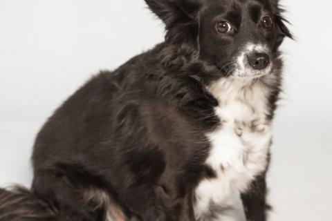 В дар собаку. Метис длинношерстной чихуахуа Муся в добрые руки. Фото1