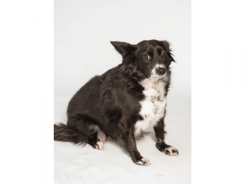 В дар собаку