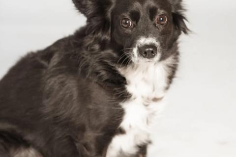 В дар собаку. Метис длинношерстной чихуахуа Муся в добрые руки. Фото3