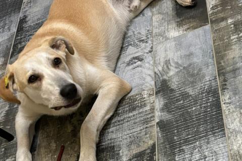 В дар собаку. Отдадим солнечного красавчика Барабашку в заботливые руки. Фото1