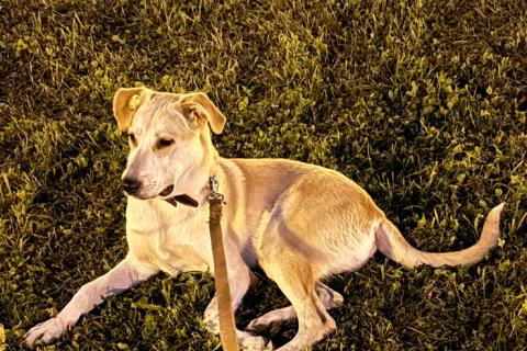 В дар собаку. Отдадим солнечного красавчика Барабашку в заботливые руки. Фото3