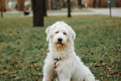 В дар собаку. Белая собака Шая с человеческими глазами в дар. Фото1
