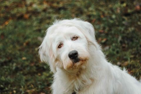 В дар собаку. Белая собака Шая с человеческими глазами в дар. Фото2