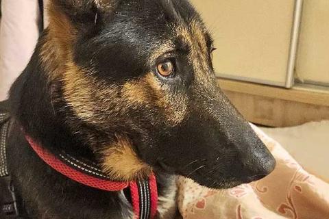 В дар собаку. Молодая собака Вита, немецкая овчарка ищет дом. Фото2