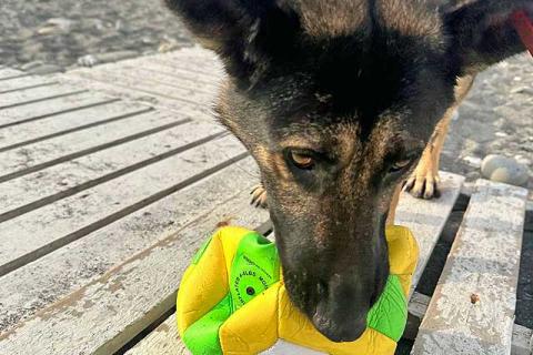 В дар собаку. Молодая собака Вита, немецкая овчарка ищет дом. Фото3