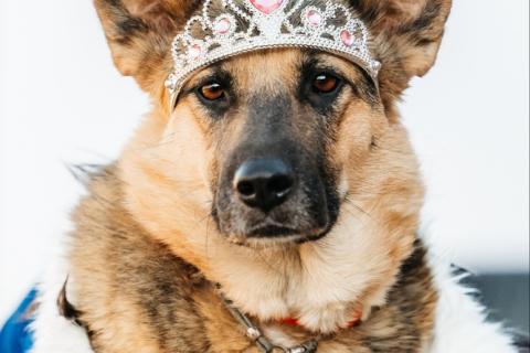 В дар собаку. Заметьте Тиночку!. Фото1