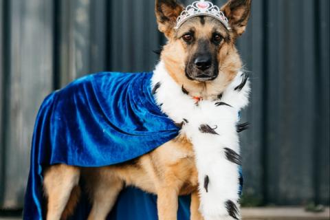 В дар собаку. Заметьте Тиночку!. Фото2