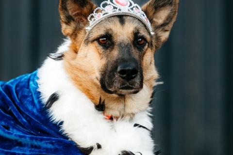 В дар собаку. Заметьте Тиночку!. Фото4