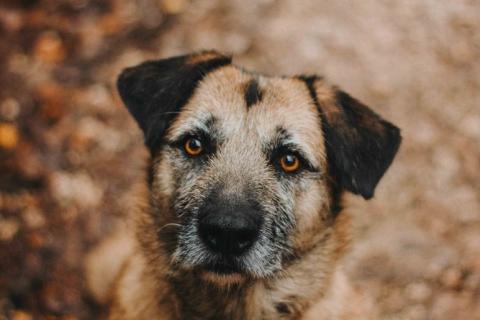 В дар собаку. Спокойная собачка Тера из Курска в добрые руки. Фото1
