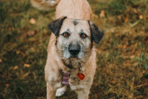 В дар собаку. Спокойная собачка Тера из Курска в добрые руки. Фото2