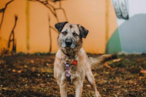 В дар собаку. Спокойная собачка Тера из Курска в добрые руки. Фото4