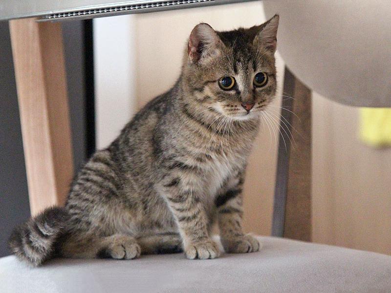 В дар кошку