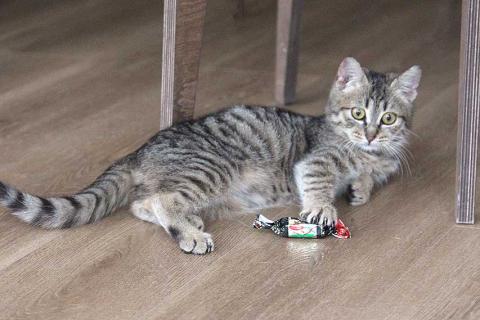 В дар кошку. Очаровательная Манечка, ласковый тигровый котенок ищет дом. Фото3