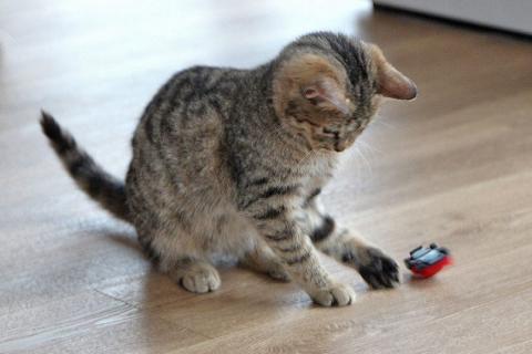 В дар кошку. Очаровательная Манечка, ласковый тигровый котенок ищет дом. Фото4