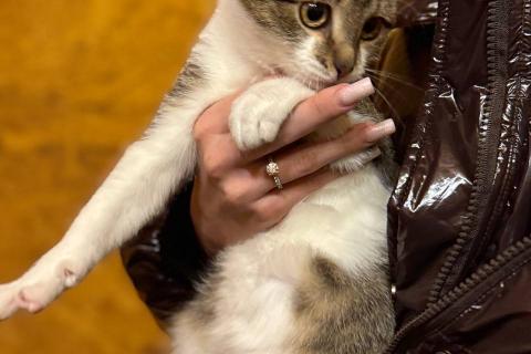 В дар кошку. Ласковый котенок Бантик ищет дом!. Фото1